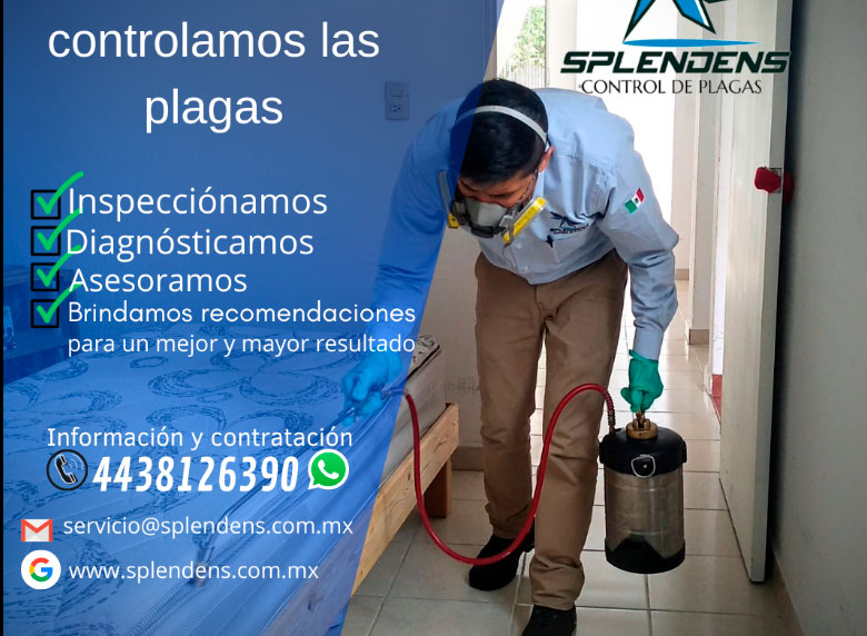 Fumigaciones en Querétaro